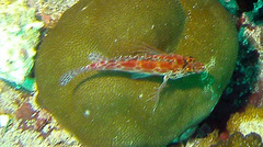 Cirrhitichthys oxycephalus