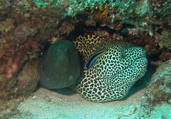 Gymnothorax favagineus
