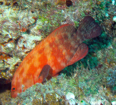 Cephalopholis nigripinnis