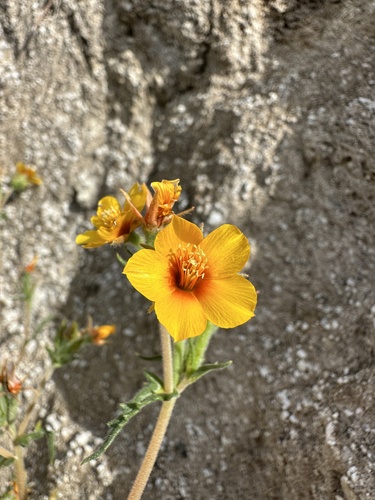 Image of Mentzelia pectinata by (c) Matt Berger, some rights reserved (CC BY)