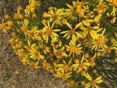Senecio rudbeckiifolius