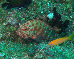 Cephalopholis nigripinnis