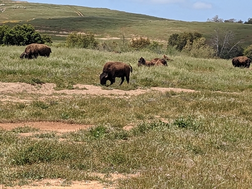 American Bison photographed in California