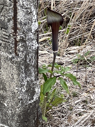 Arisaema mayebarae iNat (3)