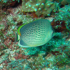 Chaetodon guttatissimus