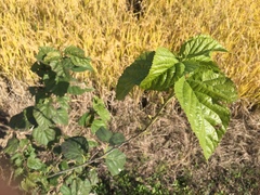 Tracheophyta