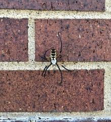 Argiope aurantia