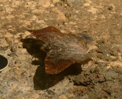 Antigonus erosus