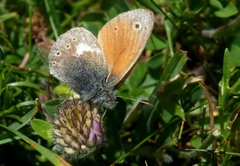 Coenonympha rhodopensis