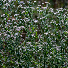 Pseudognaphalium liebmannii