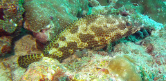 Epinephelus spilotoceps