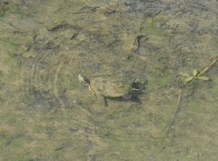 Trachemys scripta troostii