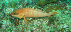 Epinephelus fasciatus