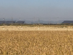 Ardea alba