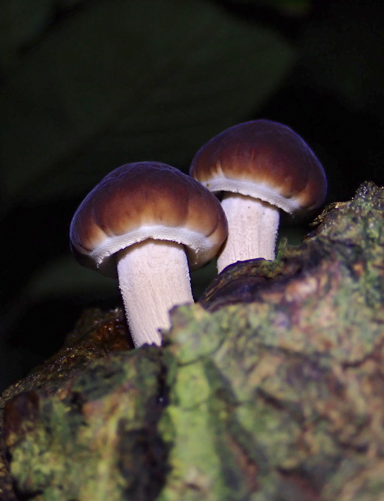 Cyclocybe chaxingu