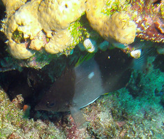 Hemitaurichthys zoster