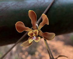 Encyclia diota