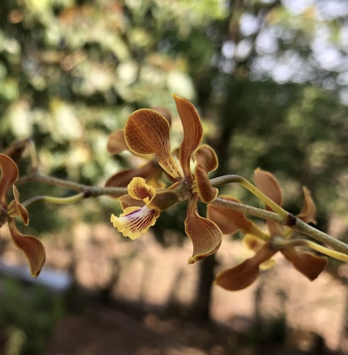 Encyclia diota, photograph 1