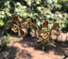 Encyclia diota, photograph author not stated, no rights reserved