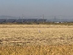 Ardea cinerea