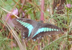 Graphium sarpedon nipponum