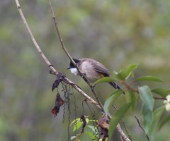 Pycnonotus xanthorrhous