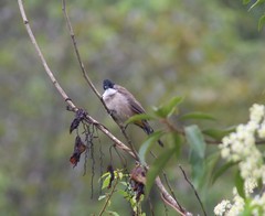 Pycnonotus xanthorrhous