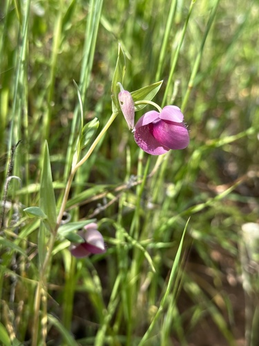 Image of Calochortus amoenus by (c) Matt Berger, some rights reserved (CC BY)
