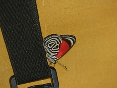 Diaethria clymena