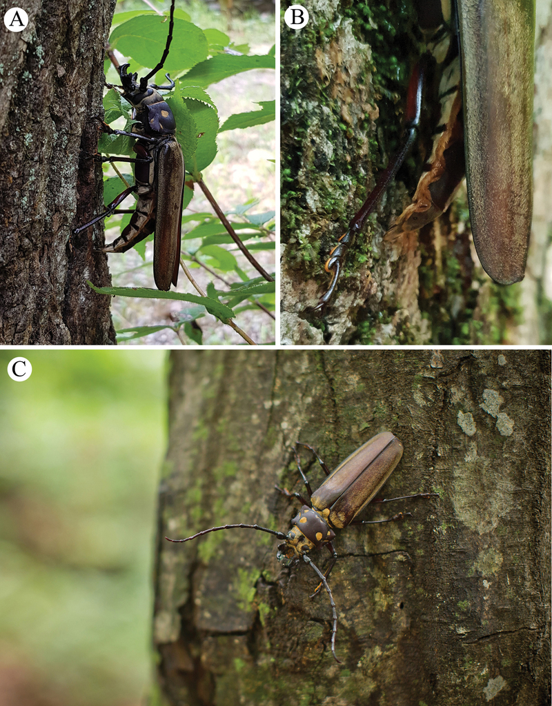 China Callipogon relictus　76mm callipogon_relictus_p.jpg