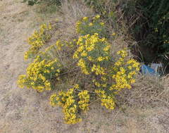 Senecio rudbeckiifolius