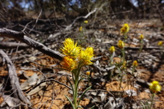 Waitzia acuminata acuminata