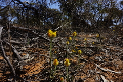 Waitzia acuminata acuminata