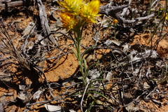 Waitzia acuminata acuminata