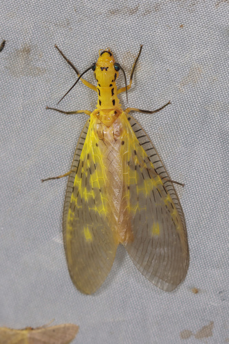 Protohermes hainanensis