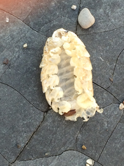 Cymothoida