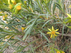 Senecio rudbeckiifolius