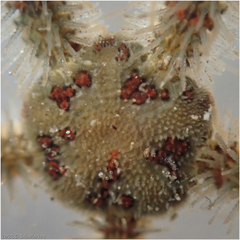 Ophiothrix spiculata image