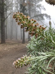 Echium virescens image