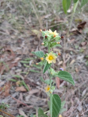 ‘ilima (Sida cordifolia)