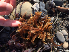 Aglaophenia latirostris