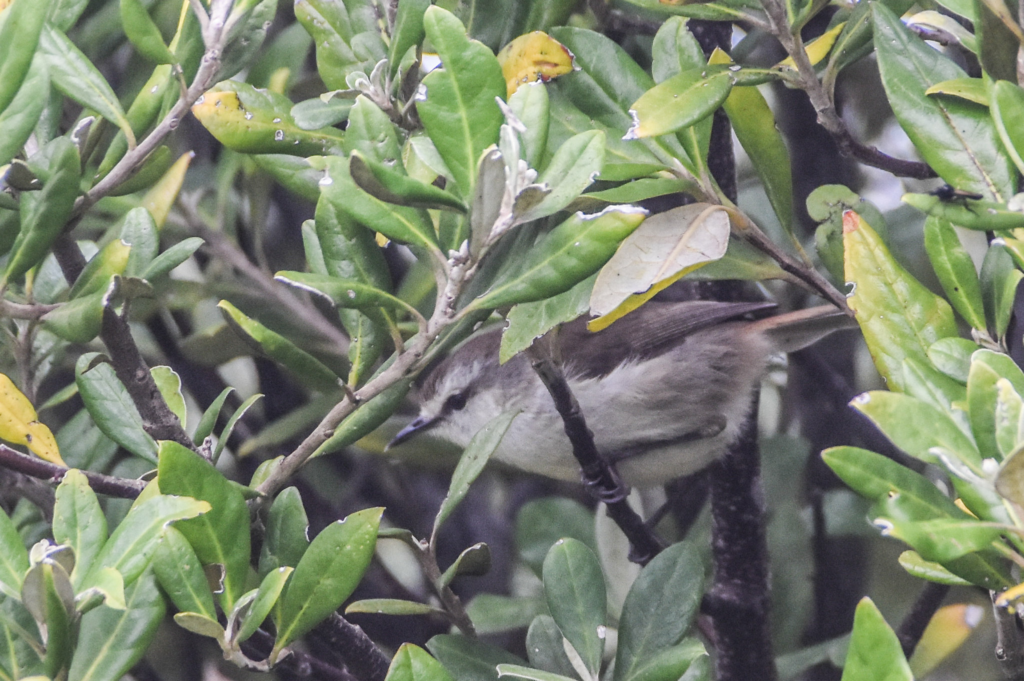 Chatham Islands Gerygone (Gerygone albofrontata), photo 6