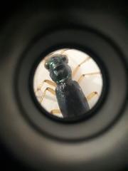 Tetracha