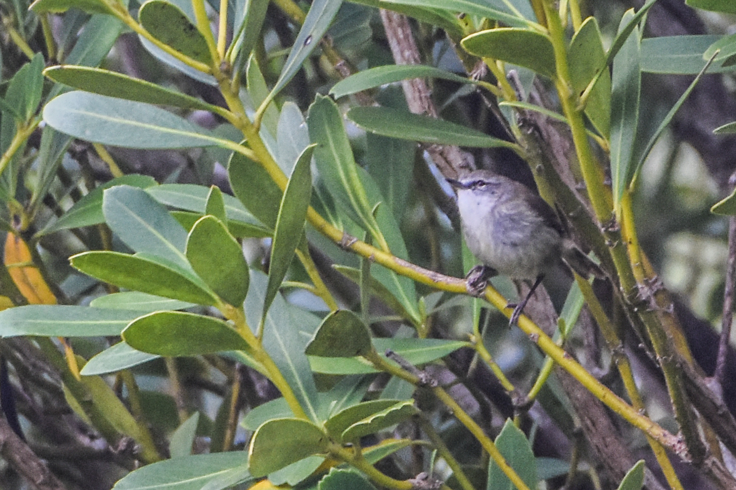 Chatham Islands Gerygone (Gerygone albofrontata), photo 7
