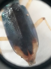 Tetracha