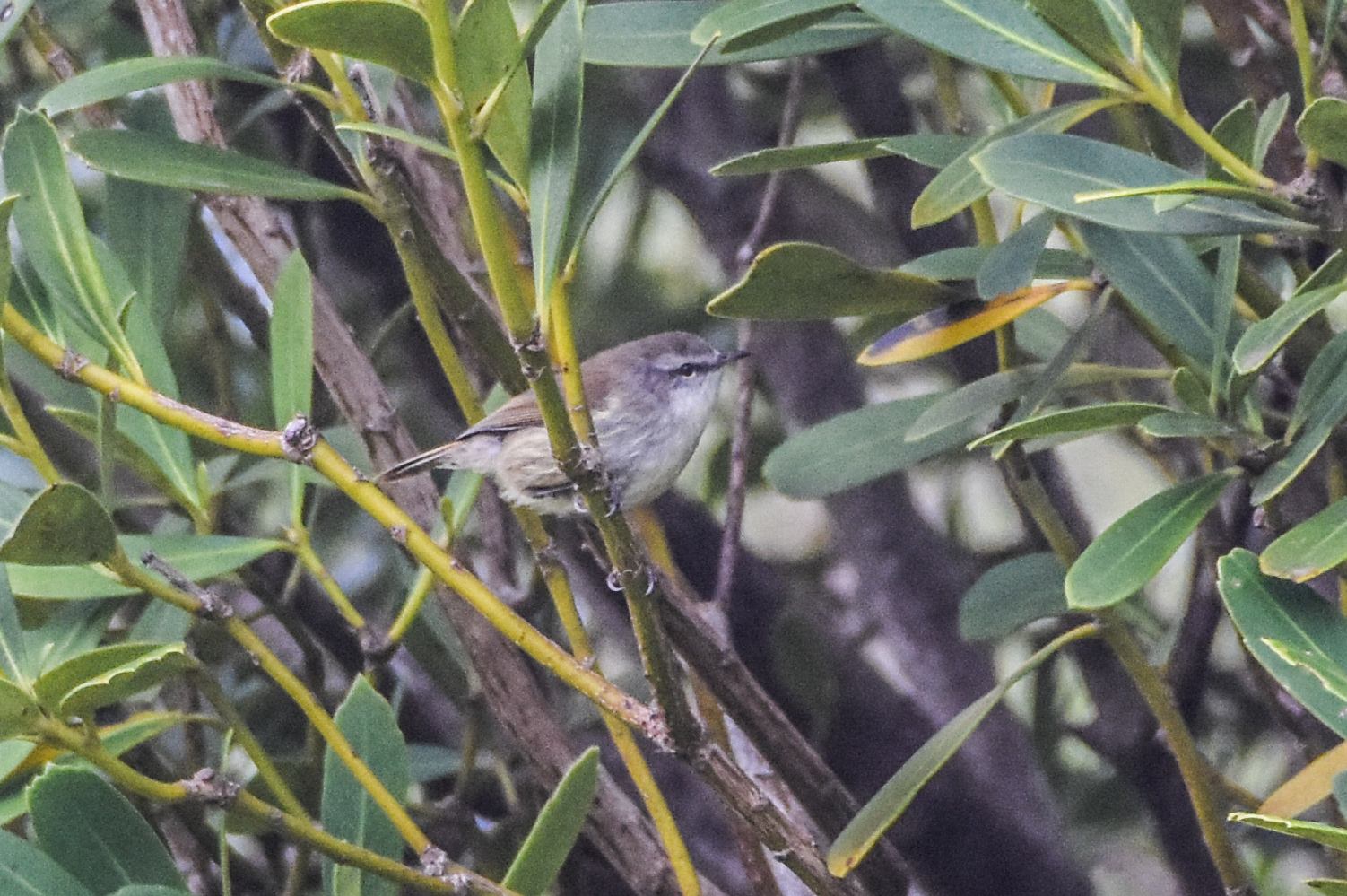 Chatham Islands Gerygone (Gerygone albofrontata), photo 8