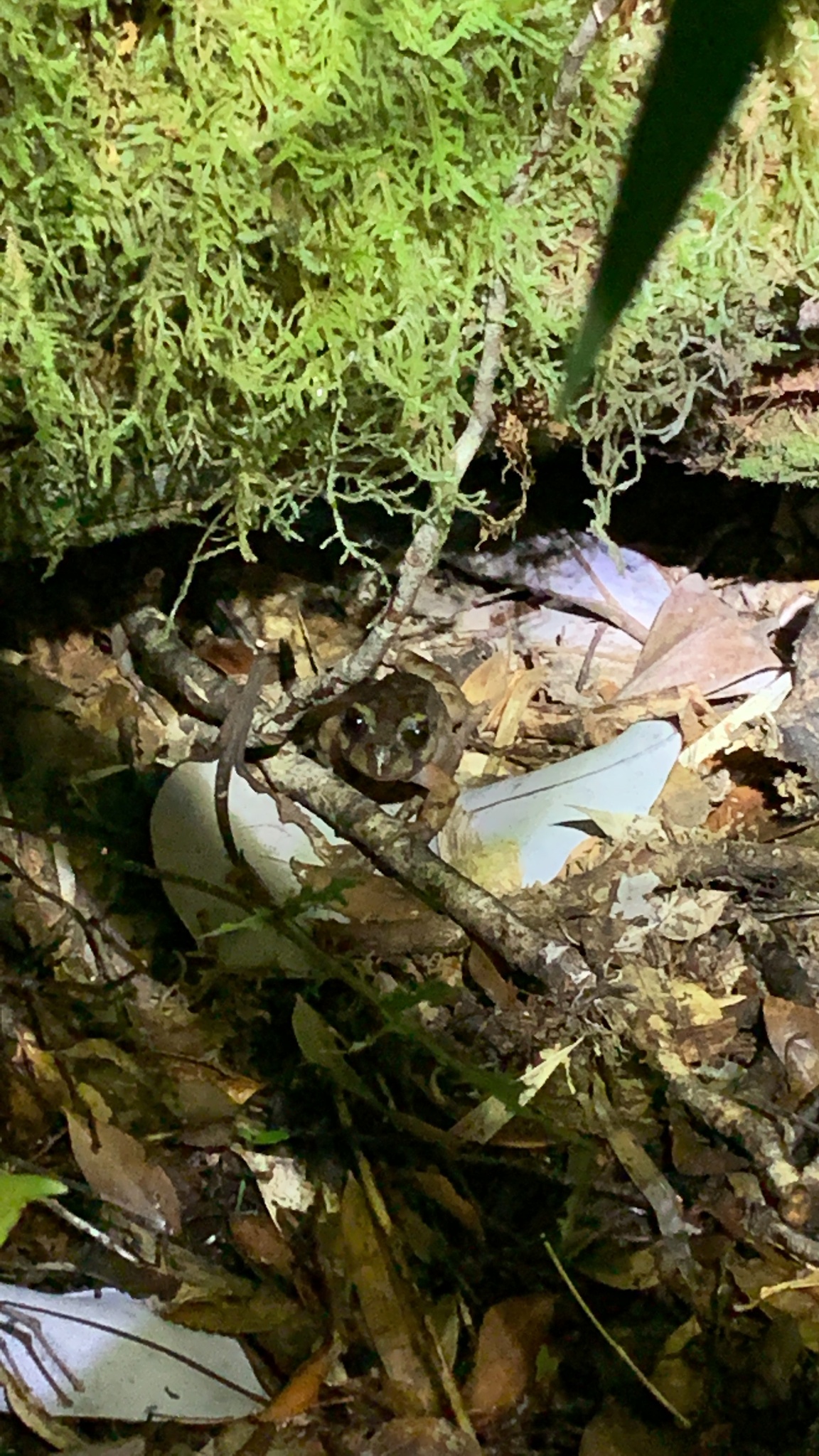 Eupsophus emiliopugini Formas, 1989