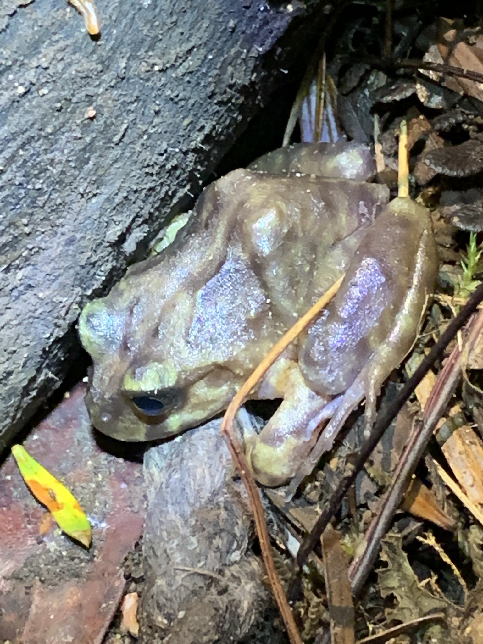 Eupsophus emiliopugini Formas, 1989