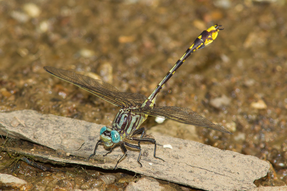 Tennessee Clubtail