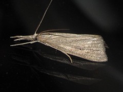 Eoreuma densellus